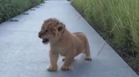 source: YouTube